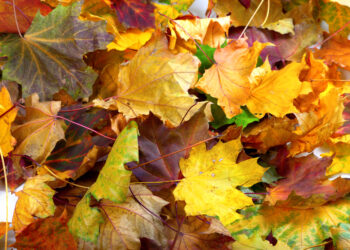 Interesting Reasons Why Leaves Change Colour in Autumn