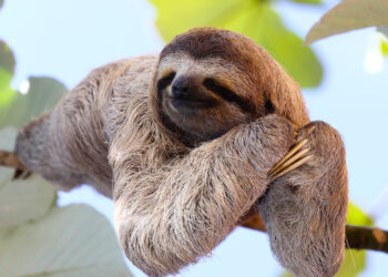 Why Are Sloths So Cool?