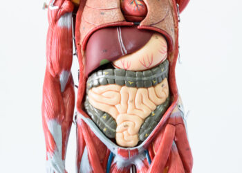 Why you should consider donating your body