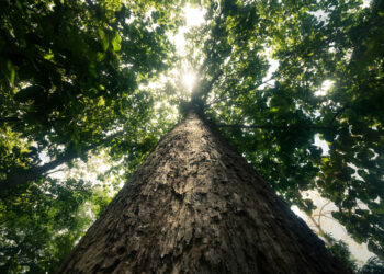 A tree that owns itself￼