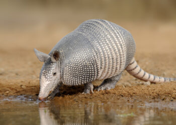 How animals inspire innovation