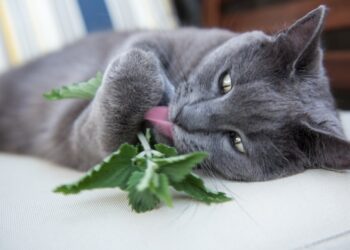 Is Your Cat Really High or Just Excited By Catnip?